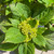Hydrangea macrophylla Endless Summer 169296